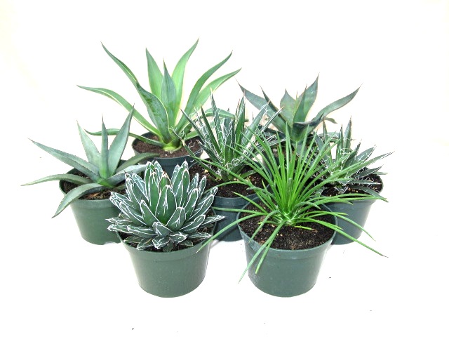 6" Agave assortment - Click Image to Close